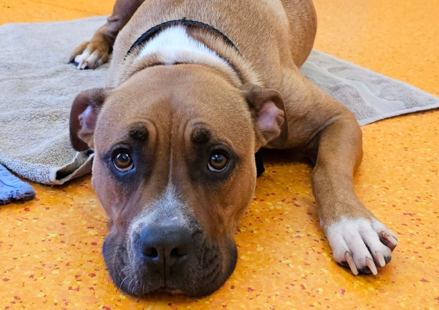 Barney was in a very painful condition